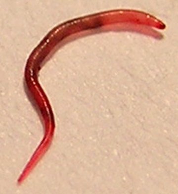 Camallanus Worm